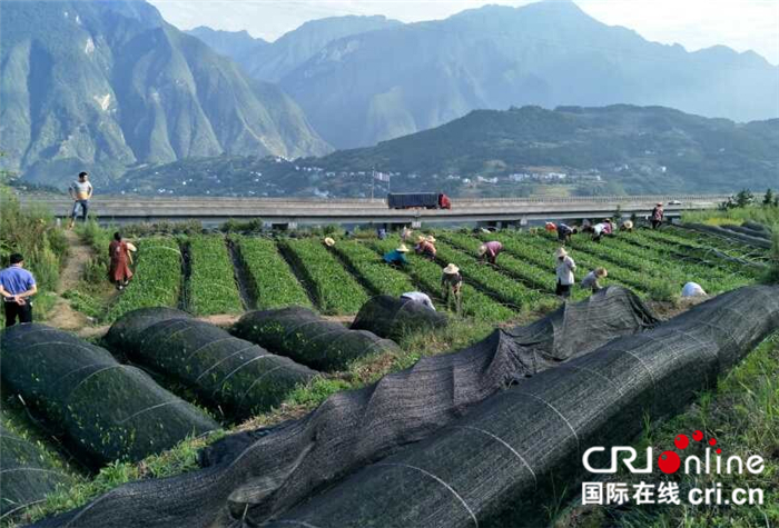 湖北巴东：茶叶飘香 茶企扬名 茶农脱贫