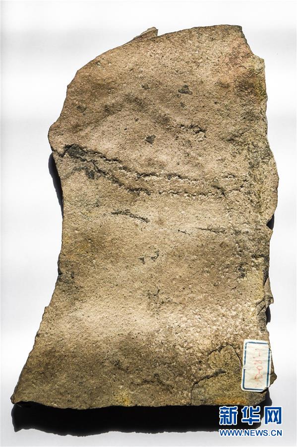 地球上最古老的动物足迹化石在中国发现