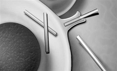 人类细胞能“吞噬”纳米线 有助开发全新给药机制 人类细胞能“吞噬”纳米线 有助开发全新给药机制