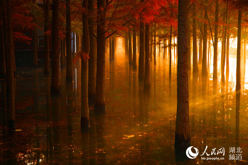 湖北仙桃：夢裏水鄉千畝水杉林換“紅粧”