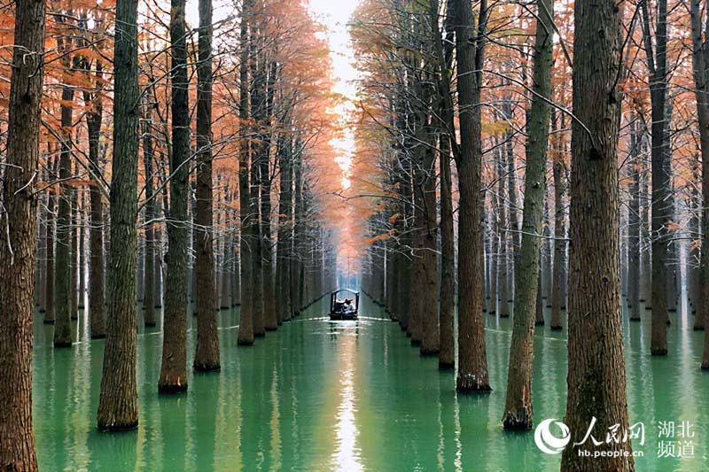 湖北仙桃：夢裏水鄉千畝水杉林換“紅粧”