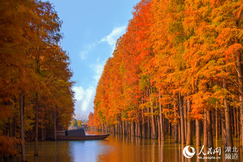 湖北仙桃：夢裏水鄉千畝水杉林換“紅粧”