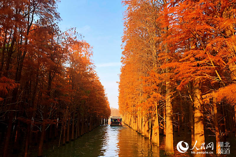 湖北仙桃：夢裏水鄉千畝水杉林換“紅粧”