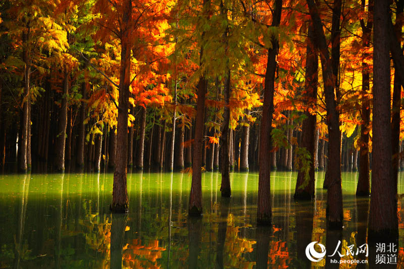 湖北仙桃：夢裏水鄉千畝水杉林換“紅粧”