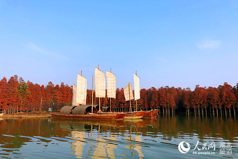 湖北仙桃：夢裏水鄉千畝水杉林換“紅粧”