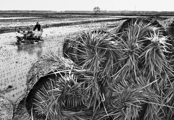肇源農場塑造米文化做強米産業