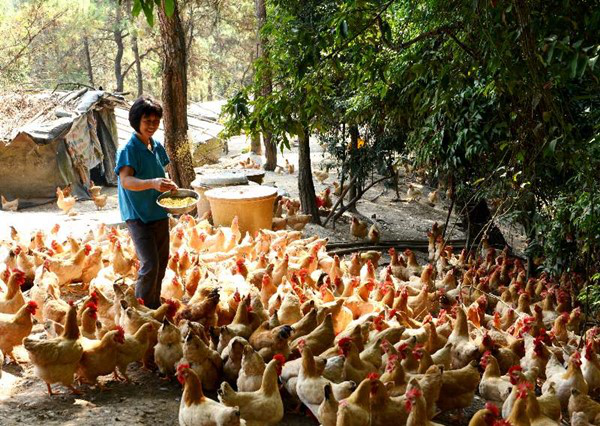 玉林容县：优质肉鸡成产业扶贫“金凤凰”