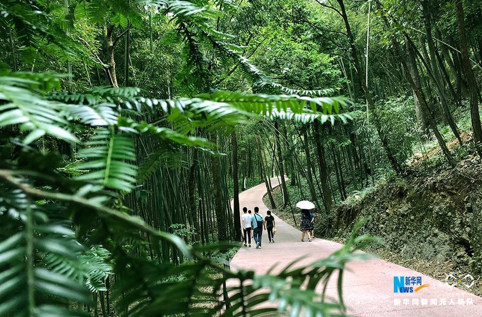 滿眼翠綠滿山竹鳥瞰重慶梁平百里竹海