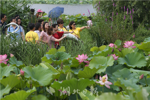 沙湖公園第五屆荷花展開幕