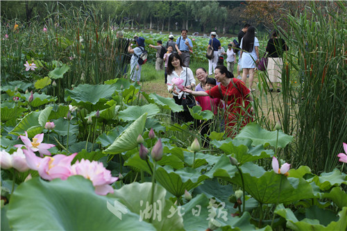 沙湖公園第五屆荷花展開幕