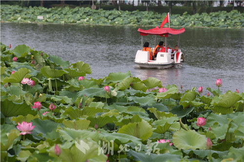 沙湖公園第五屆荷花展開幕