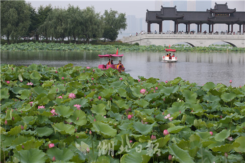 沙湖公園第五屆荷花展開幕