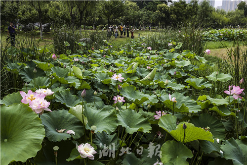 沙湖公園第五屆荷花展開幕