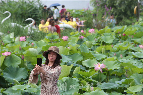 沙湖公園第五屆荷花展開幕