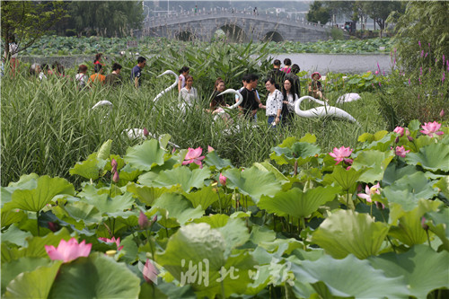 沙湖公園第五屆荷花展開幕