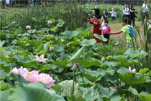 沙湖公園第五屆荷花展開幕