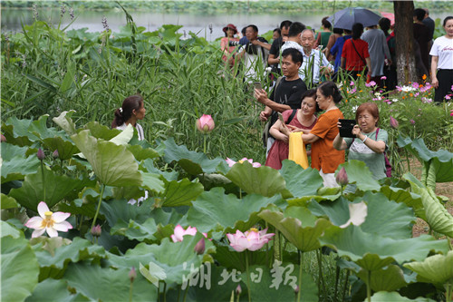 沙湖公園第五屆荷花展開幕