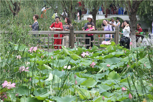 沙湖公園第五屆荷花展開幕