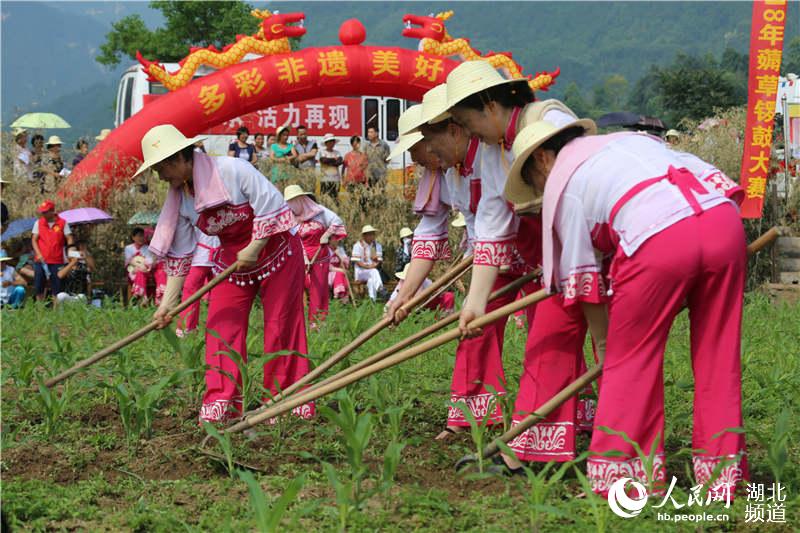 湖北秭歸舉辦薅草鑼鼓大賽