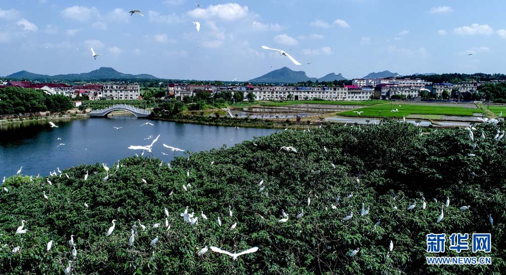 航拍：鹭鸟枝头舞翩跹 漫天飞舞如画卷