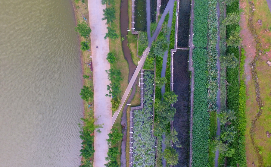 【新时代·幸福美丽新边疆】海口美舍河凤翔湿地公园：把“梯田”搬到市民家门口