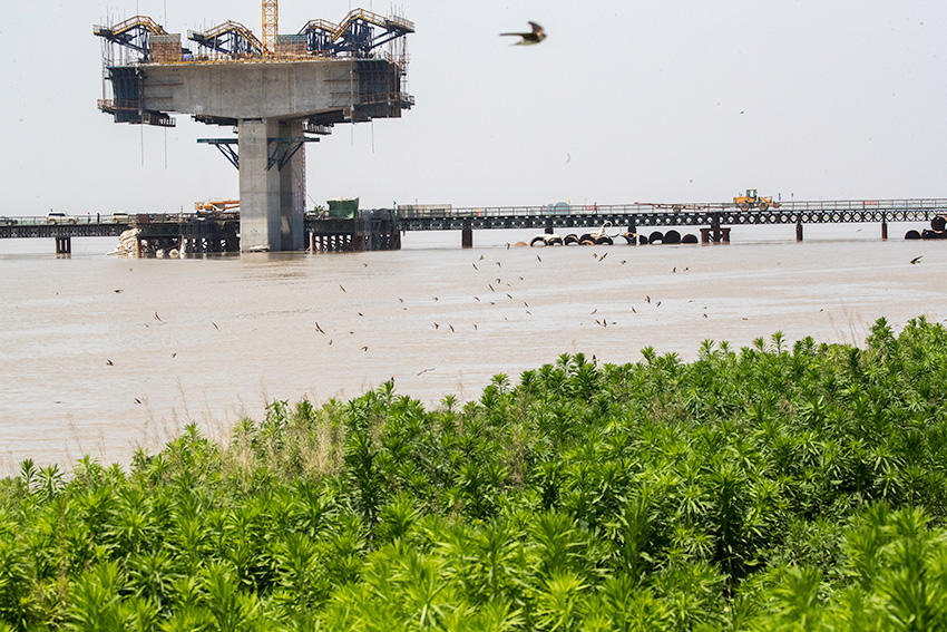 【焦點圖-大圖】【圖説4】黃河大橋建設工地上沙燕飛舞
