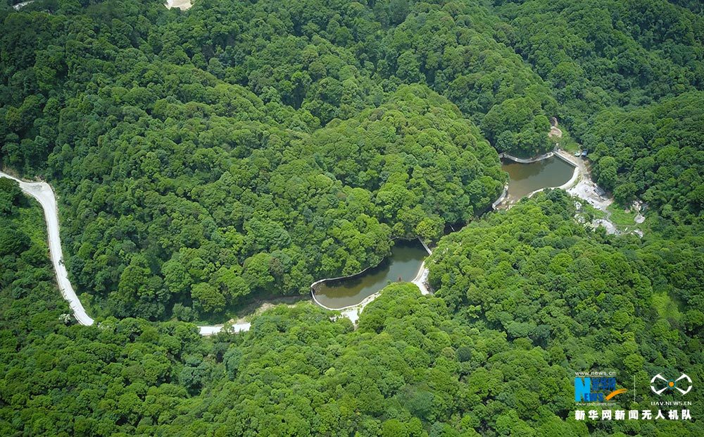 【渝情渝景】滿眼翠綠滿山竹 鳥瞰重慶梁平百里竹海