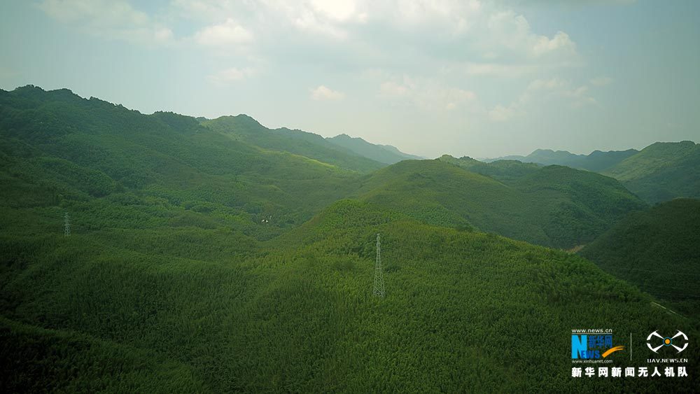 【渝情渝景】滿眼翠綠滿山竹 鳥瞰重慶梁平百里竹海