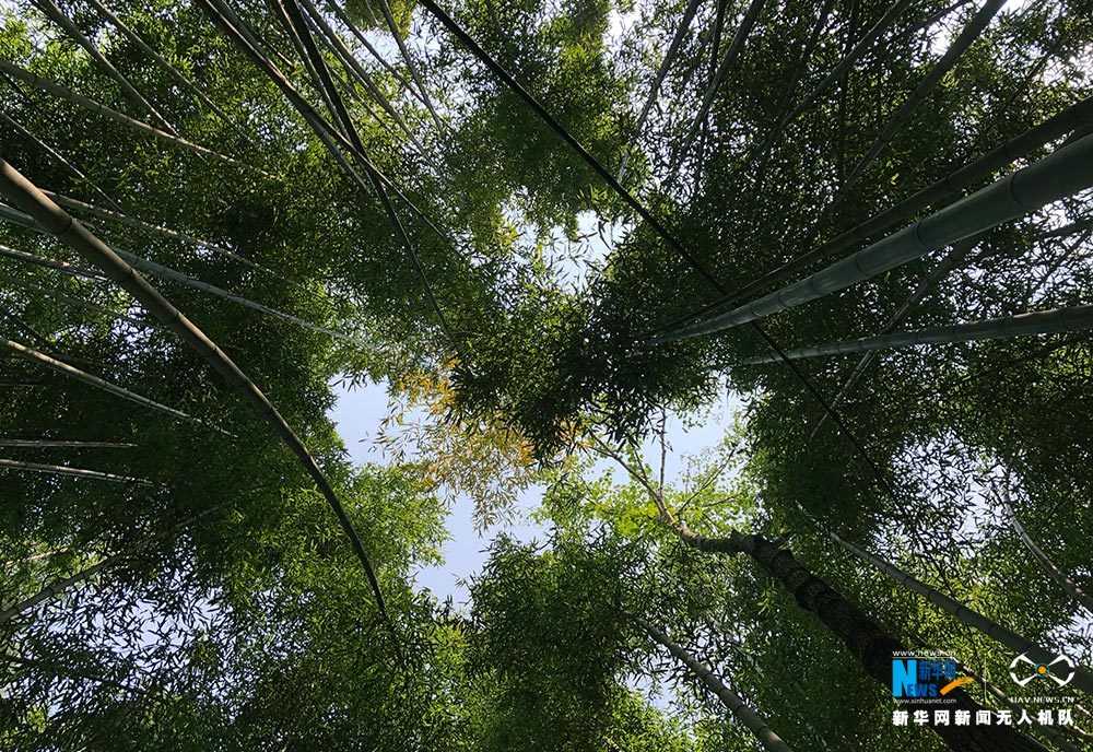 【渝情渝景】滿眼翠綠滿山竹 鳥瞰重慶梁平百里竹海