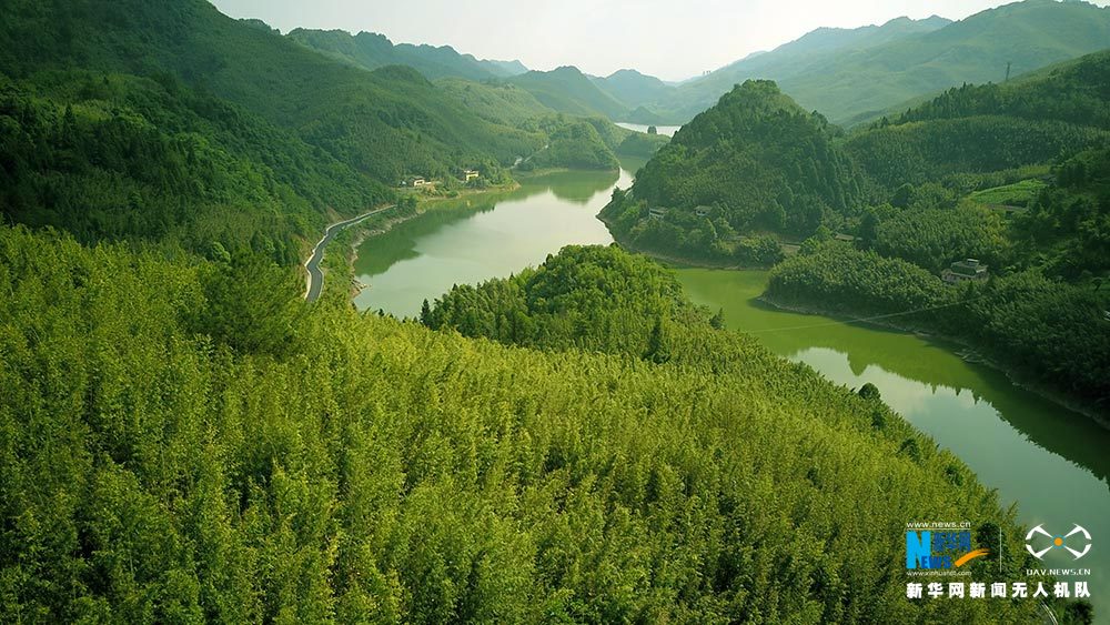 【渝情渝景】滿眼翠綠滿山竹 鳥瞰重慶梁平百里竹海