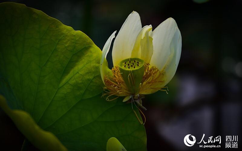 四川叙永：朵朵荷花醉游人