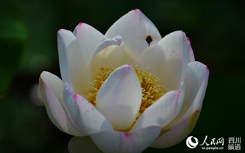 四川叙永：朵朵荷花醉游人