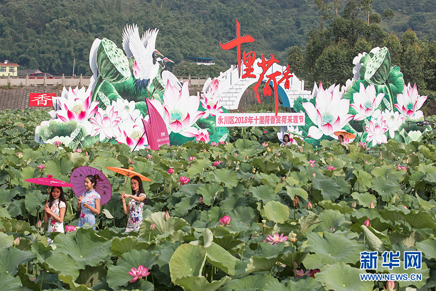 重庆：仲夏时节 到永川赏荷采莲