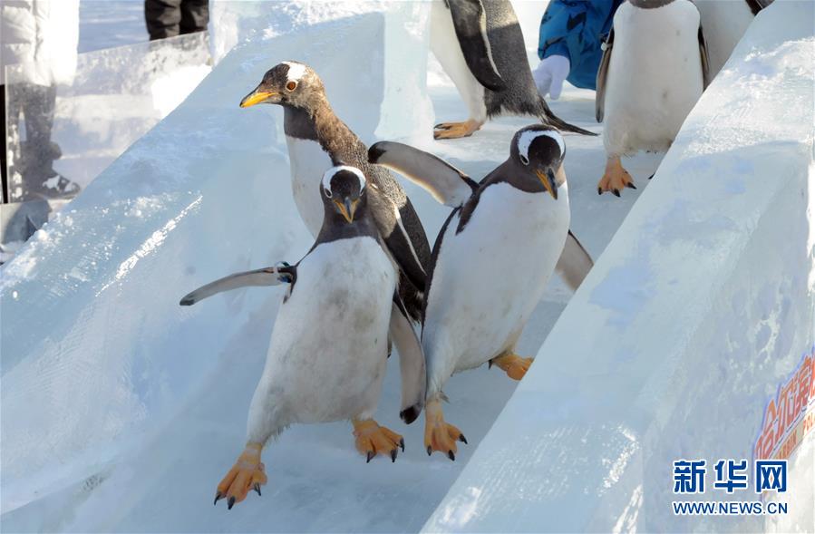 企鹅滑冰姿态萌(组图)