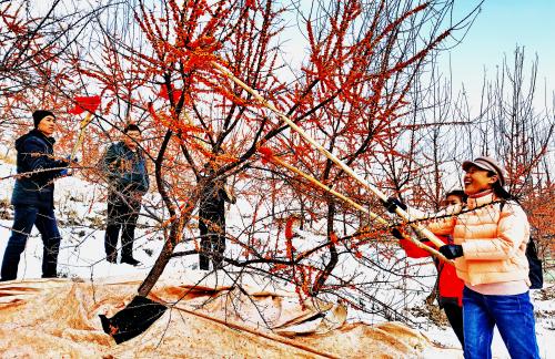 穆棱市和森工八面通局联合举办首届冬果沙棘采摘节