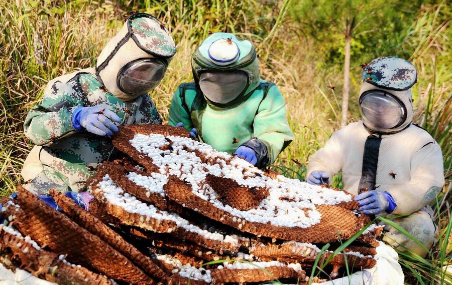 深山養蜂人“釀出”致富甜蜜路