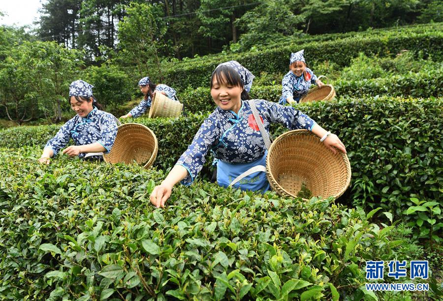 重庆：赛采茶 斗茶艺