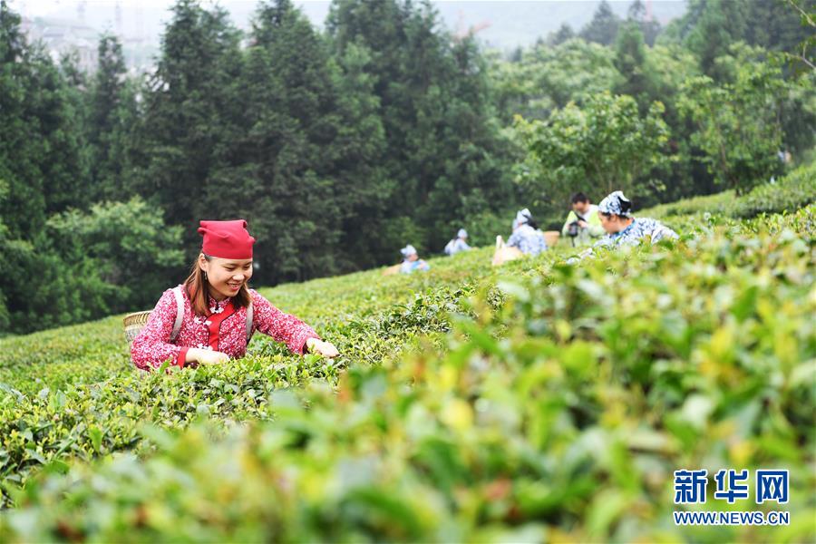 重庆：赛采茶 斗茶艺