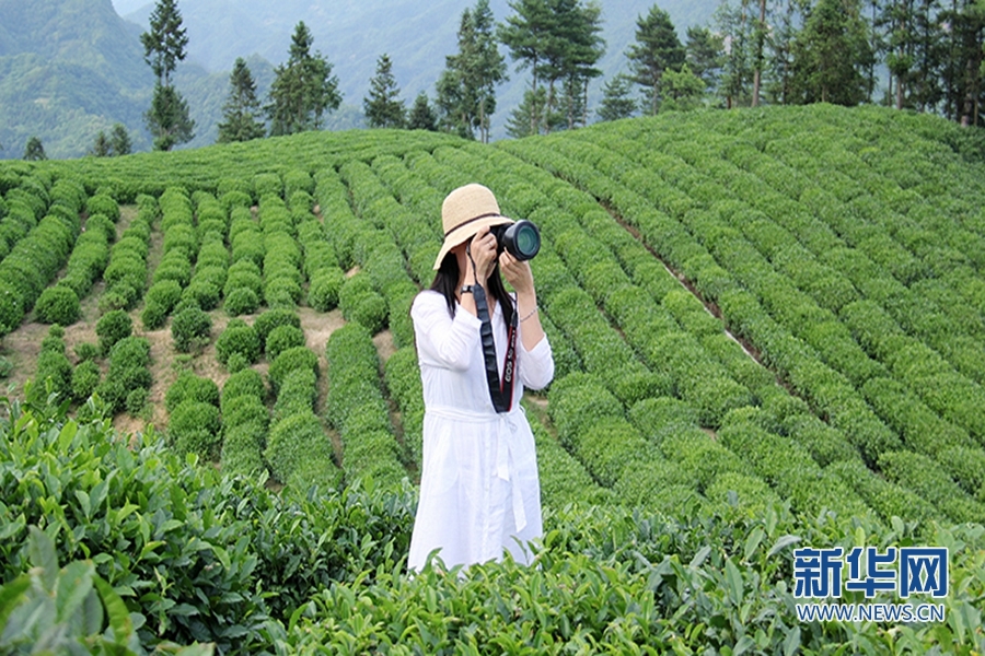 陕西镇巴：夏日采茶忙