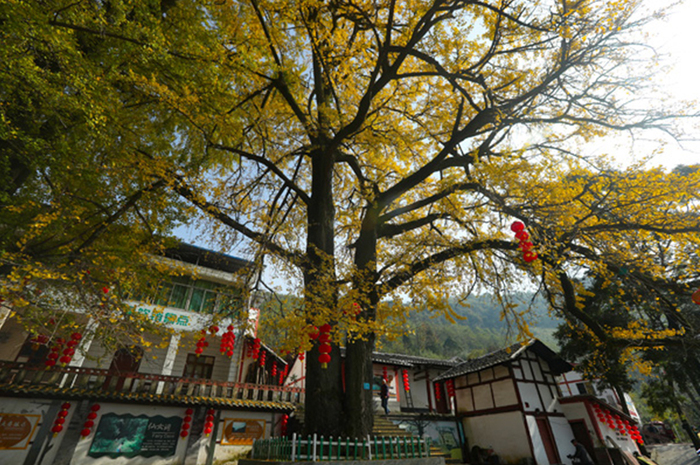 图片默认标题_fororder_1219-yinxingshu-1