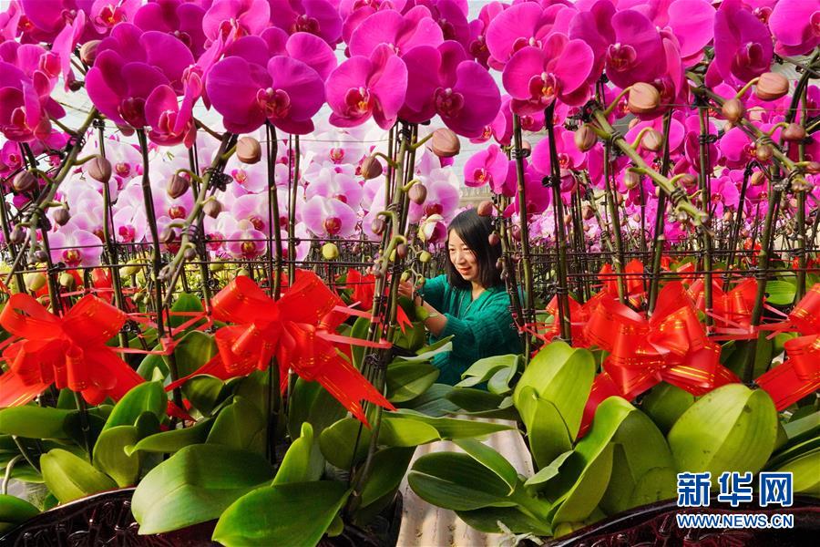 河北丰润：设施农业助力乡村振兴