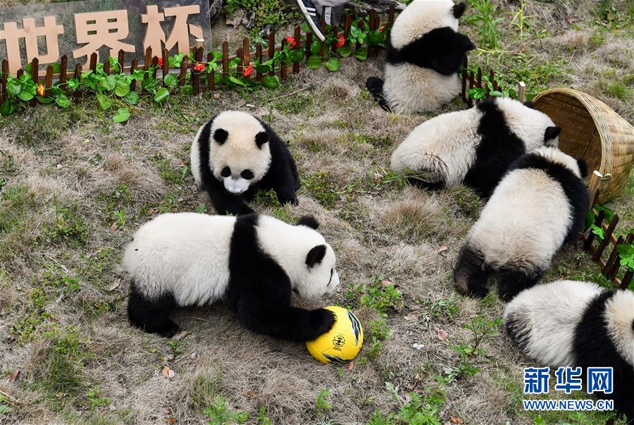 四川：熊猫“足球赛” 助威世界杯