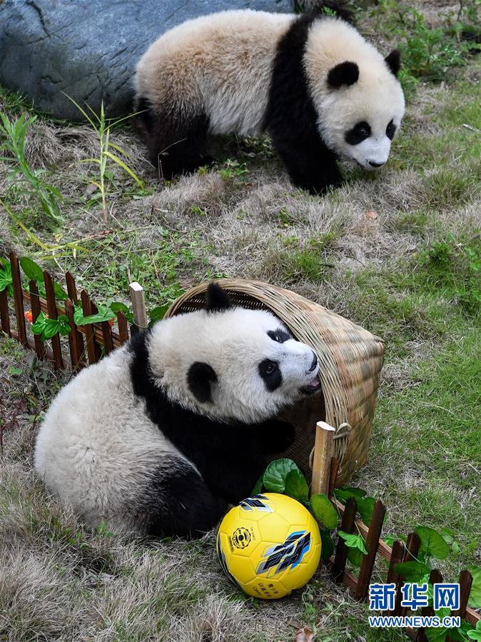 四川：熊猫“足球赛” 助威世界杯