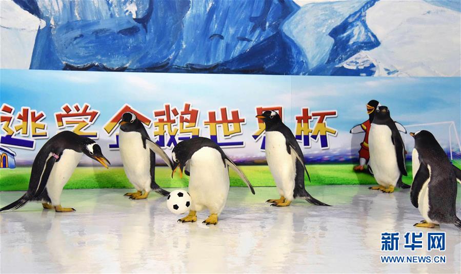黑龙江：企鹅也踢“世界杯”