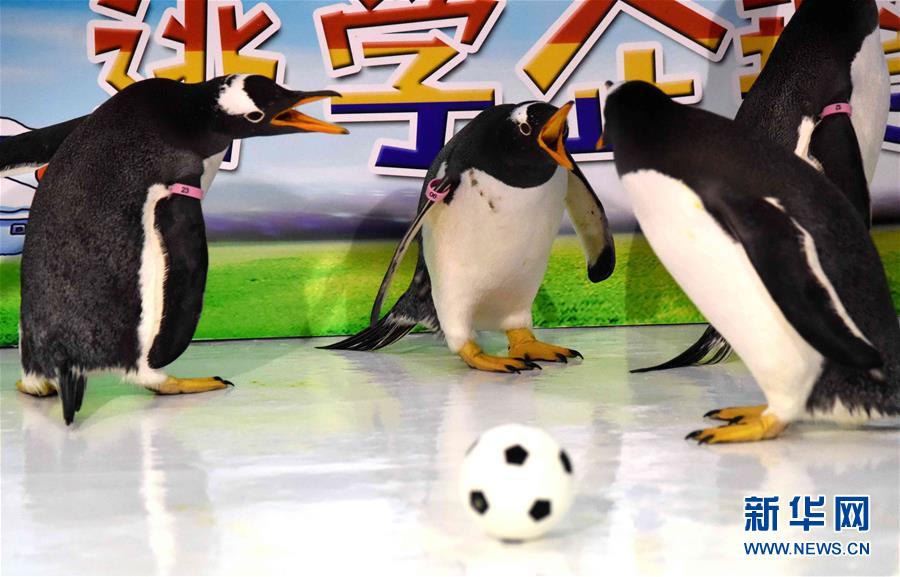 黑龙江：企鹅也踢“世界杯”