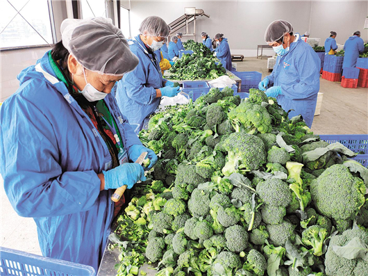 盛利食品公司工作人员在分拣西兰花.