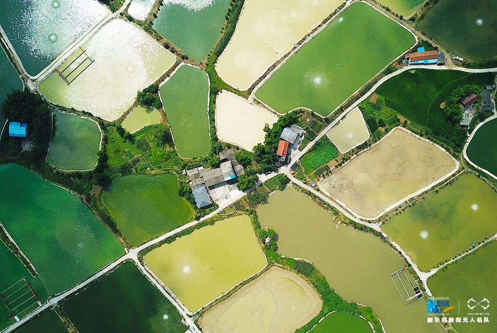 航拍重庆川西村：半亩方塘翠 千顷稻田棋