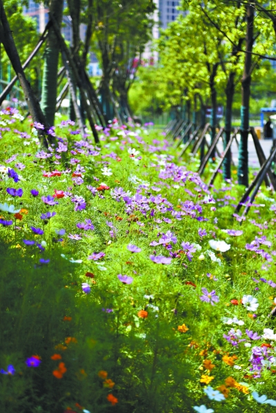 法国园林专家理念和经验落地 沙湖公园绚烂野花开成“油画”