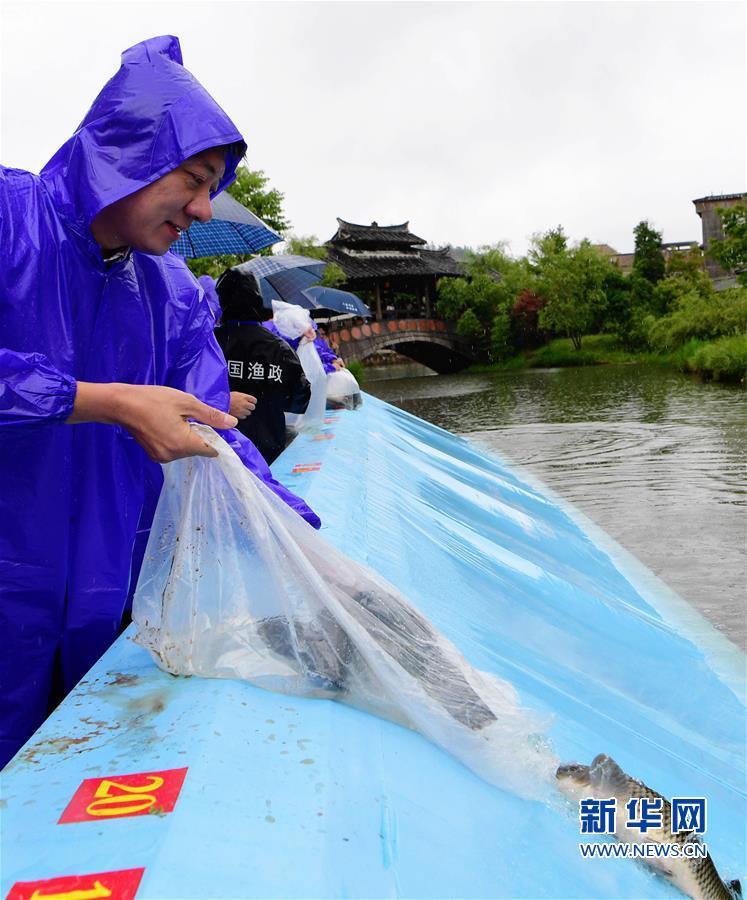 福建：1500尾鯉魚放流周寧鯉魚溪