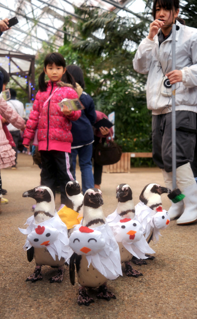 为迎鸡年 日本一动物园给企鹅换装cos小鸡